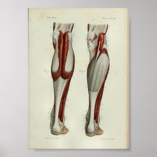 Poster 1844 Muscles d'impression anatomie Vintage Calf (Devant)