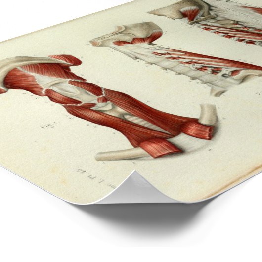 Poster 1844 Muscles d'impression anatomiques Vintages (Coin)