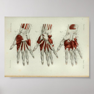 Poster 1844 Muscles d'impression anatomiques Vintages mai