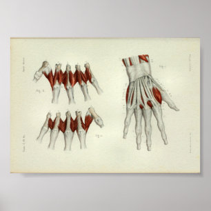 Poster 1844 Muscles d'impression anatomiques Vintages mai