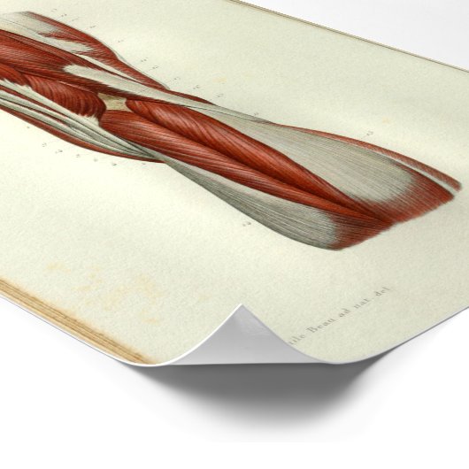 Poster 1844 Muscles Vintages d'anatomie (Coin)