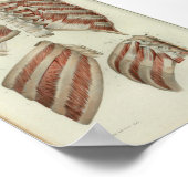 Poster 1844 Muscles Vintages d'anatomie (Coin)