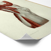 Poster 1844 Muscles Vintages d'anatomie (Coin)