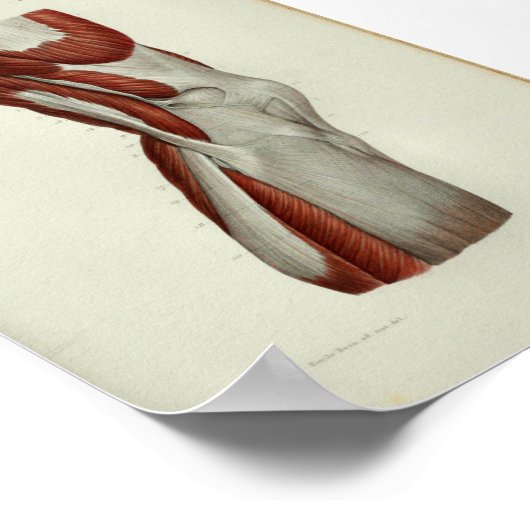 Poster 1844 Muscles Vintages d'anatomie (Coin)