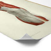 Poster 1844 Muscles Vintages d'anatomie (Coin)