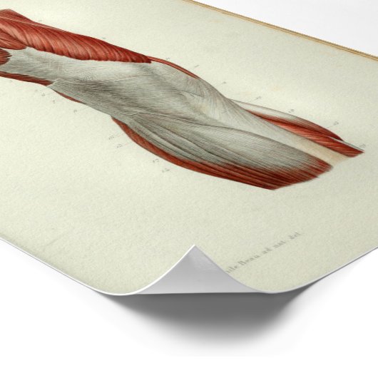 Poster 1844 Muscles Vintages d'anatomie (Coin)