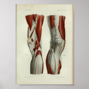Poster 1844 Muscles Vintages d'anatomie