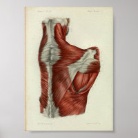 1844 Muscles Vintages d'anatomie à épaule