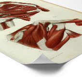 Poster 1844 Muscles Vintages d'anatomie à épaule (Coin)