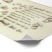 Poster 1844 Os à pieds imprimés à anatomie Vintage (Coin)