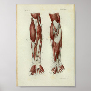 Poster 1844 Vintage Anatomie Muscles d'impression Bras