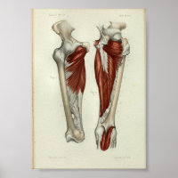 1844 Vintage Anatomie Muscles d'impression Jambe