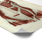 Poster 1844 Vintage Anatomie Muscles d'impression poitrin (Coin)