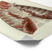 Poster 1844 Vintage Anatomie Muscles d'impression poitrin (Coin)