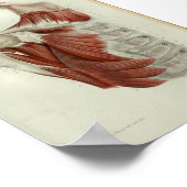 Poster 1844 Vintage Anatomie Muscles d'impression poitrin (Coin)