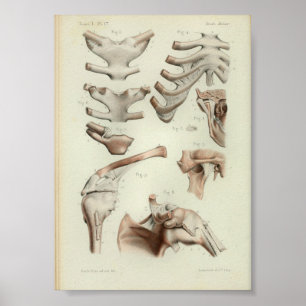 Poster 1844 Vintage Anatomy Print Joints Articulations