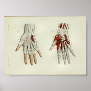 Poster 1844 Vintage Anatomy Print Muscles Hand