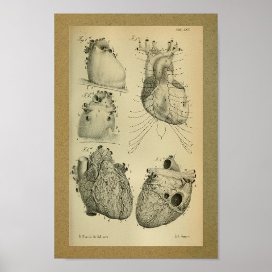 Poster 1850 Anatomie Vintage Imprimer Coeur humain (Devant)