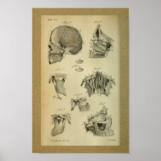 Poster 1850 Anatomie Vintage Imprimer Crâne mâle (Devant)