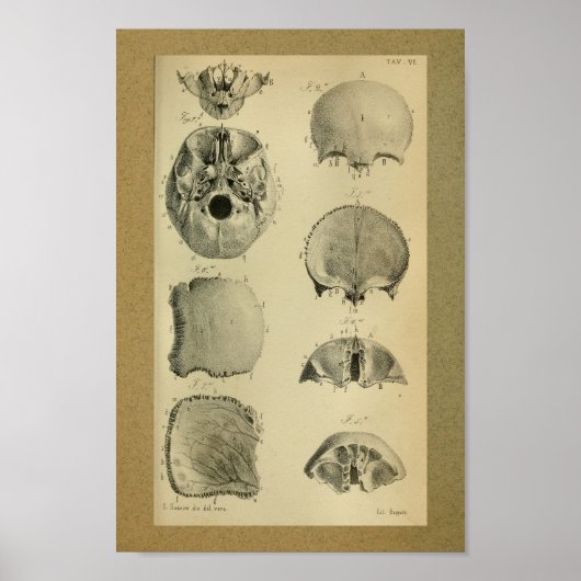 Poster 1850 Anatomie Vintage Imprimer le crâne (Devant)