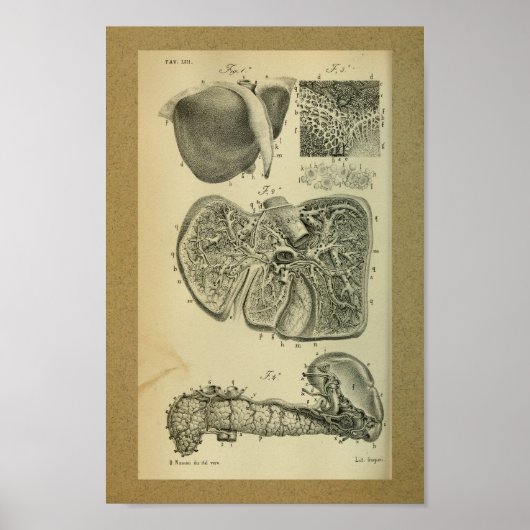 Poster 1850 Anatomie Vintage Imprimer Pancréas Foie (Devant)