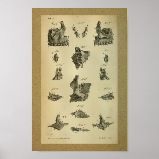 Poster 1850 Maxilla d'impression anatomique Vintage (Devant)