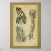 Poster 1850 Muscles d'anatomie Vintage (Devant)