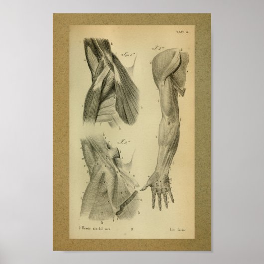 Poster 1850 Muscles d'anatomie Vintage (Devant)