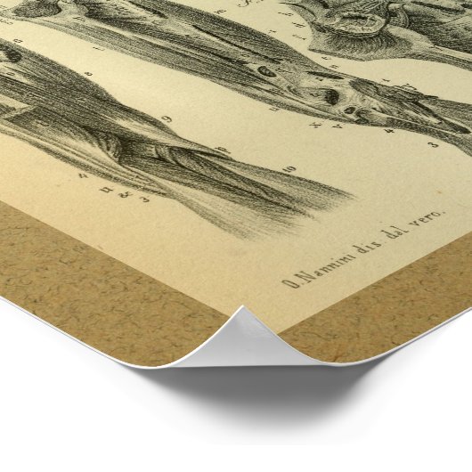 Poster 1850 Muscles d'anatomie Vintage (Coin)