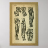 Poster 1850 Muscles d'anatomie Vintage (Devant)