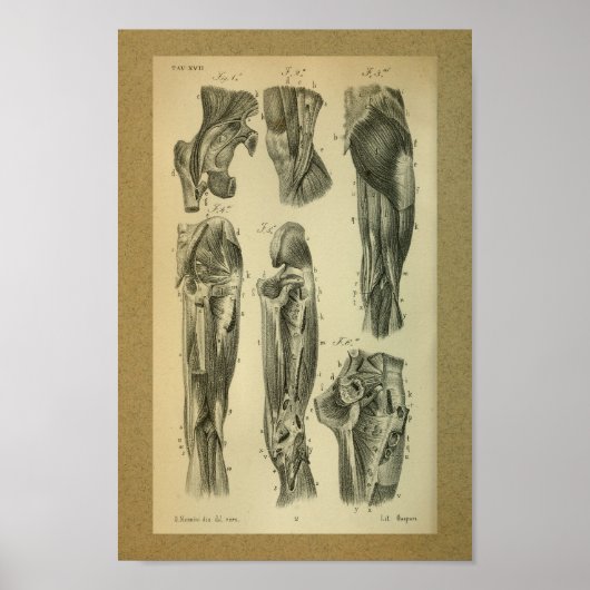 Poster 1850 Muscles d'anatomie Vintage (Devant)