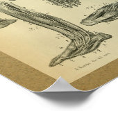 Poster 1850 Muscles d'anatomie Vintage (Coin)