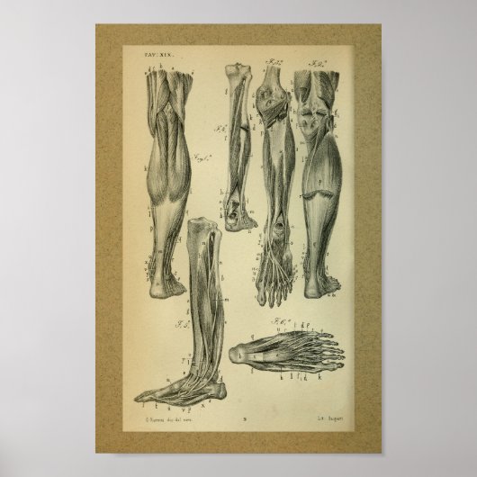 Poster 1850 Muscles d'anatomie Vintage (Devant)