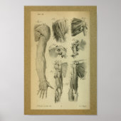 Poster 1850 Muscles d'épaule à imprimer à l'anatomie Vint (Devant)