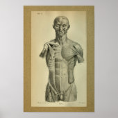 Poster 1850 Muscles d'impression anatomiques Vintages (Devant)