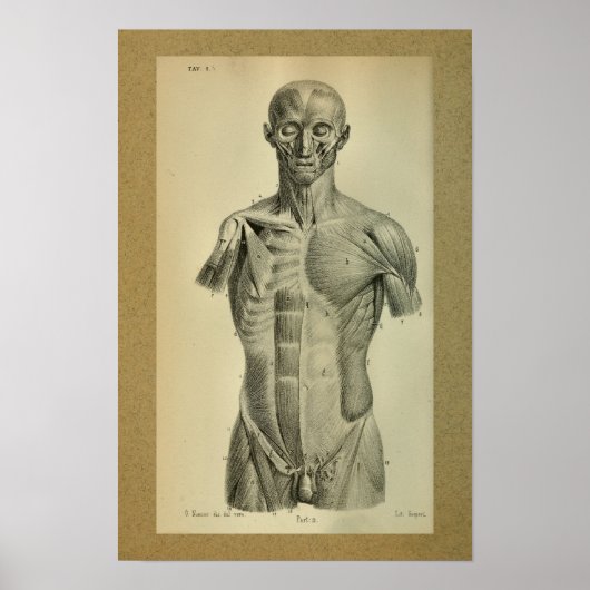 Poster 1850 Muscles d'impression anatomiques Vintages (Devant)