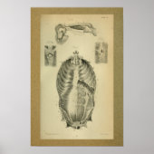 Poster 1850 Muscles d'impression anatomiques Vintages (Devant)