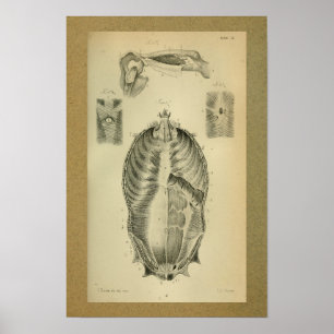 Poster 1850 Muscles d'impression anatomiques Vintages