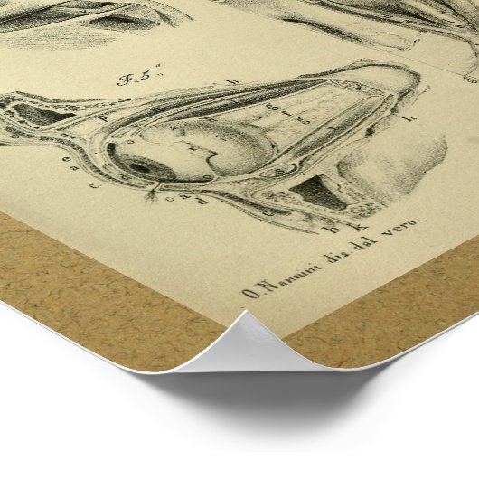 Poster 1850 Muscles d'oeil Vintages d'anatomie (Coin)