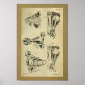 Poster 1850 Muscles d'oeil Vintages d'anatomie (Devant)