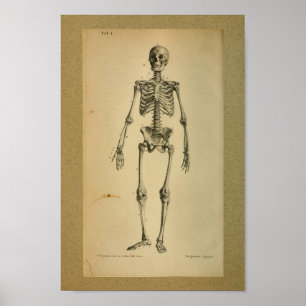 Poster 1850 squelettes vintages d'impression d'anatomie