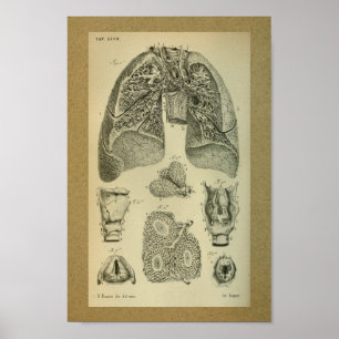 Poster 1850 Vintage Anatomy Print Lungs Internal