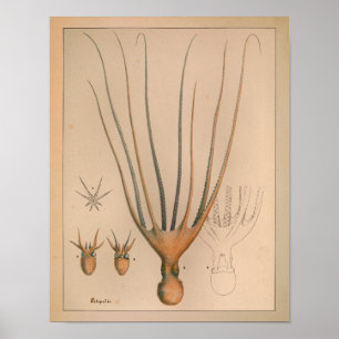 Poster 1851 copies vintages de poulpe de couleur