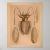1851 Vintage Couleur Commun Cuttlefish Imprimer