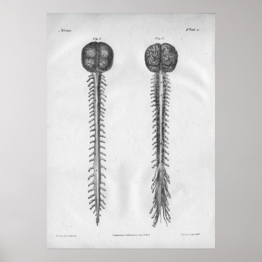 Poster 1854 Anatomie de la colonne vertébrale Vintage (Devant)