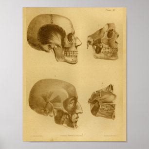 Poster 1854 copies humaines vintages d'anatomie de