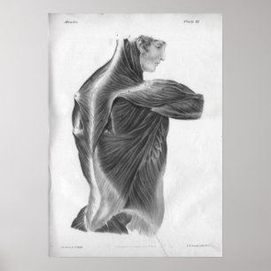 Poster 1854 Vintage Anatomie Muscles de dos B/W Imprimer