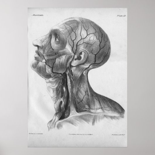 Poster 1854 Vintage Head and Neck Anatomy Print (Devant)