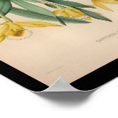 Poster 1860 Vintage orchidée à imprimé jaune (Coin)