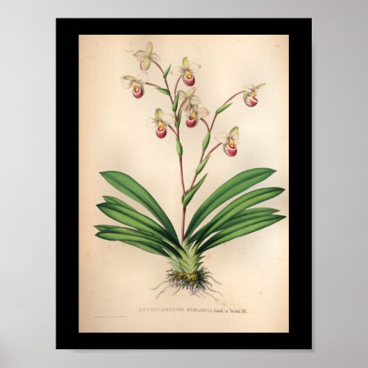 Poster 1860 Vintage Orchidée Fleur d'impression violet (Devant)